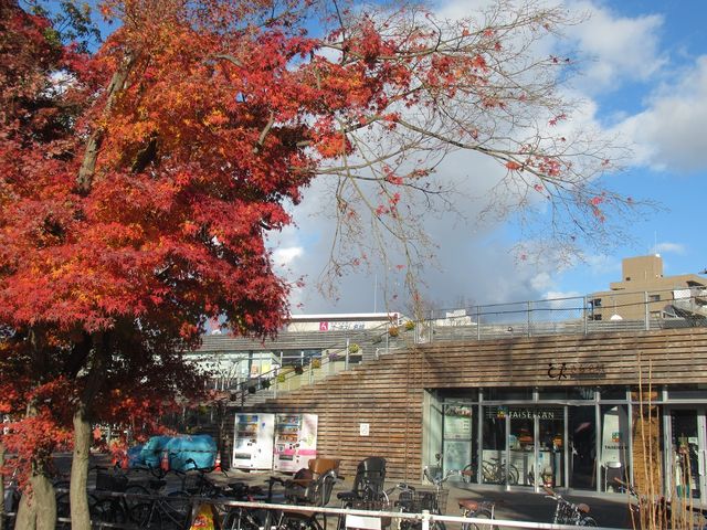 tonarinoと紅葉
_tonarino