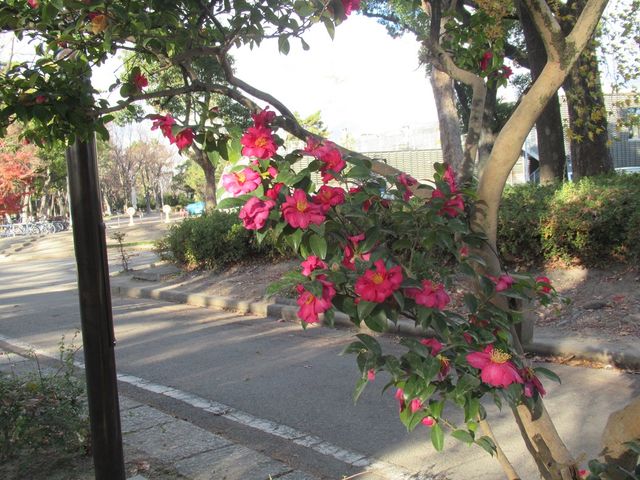 山茶花も咲き誇る_tonarino