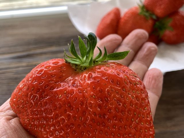 一口ではムリです_こうちく男爵