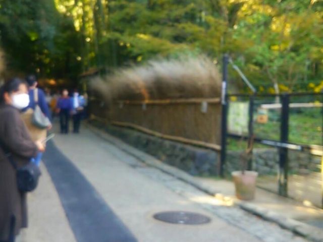 竹林の入り口♪_竹林の道