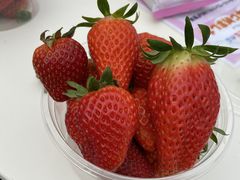 てらおさんのヘレナ・ストロベリーランドへの投稿写真1