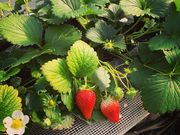 ディンプルさんのIchina Farmの投稿写真2