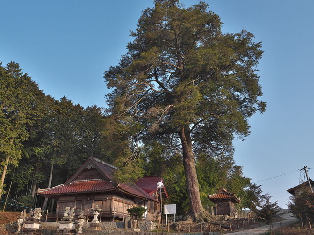 横田八幡神社_横田八幡神社のツガ