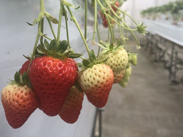 大きな苺がたくさんでした_府中いちご狩り園