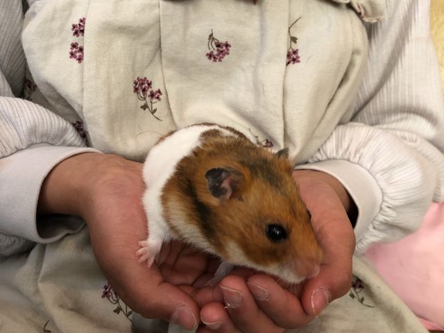 ハムスター♪_小動物カフェ はなはな