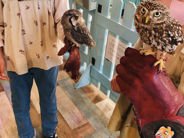 owl♪_小動物カフェ はなはな