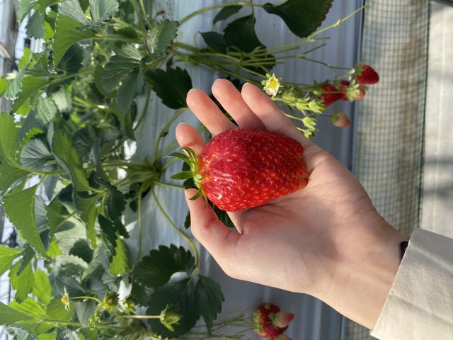 大きくて本当においしかった〜!_いちご園藤田