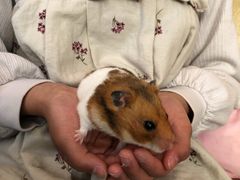 れみりん3さんの小動物カフェ はなはなへの投稿写真1