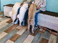 れみりん3さんの小動物カフェ はなはなへの投稿写真3