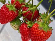 かえるさんの観光農園 Bee my Berryの投稿写真1