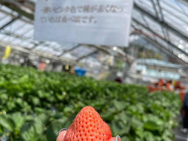 白いちご_かたのいちご園