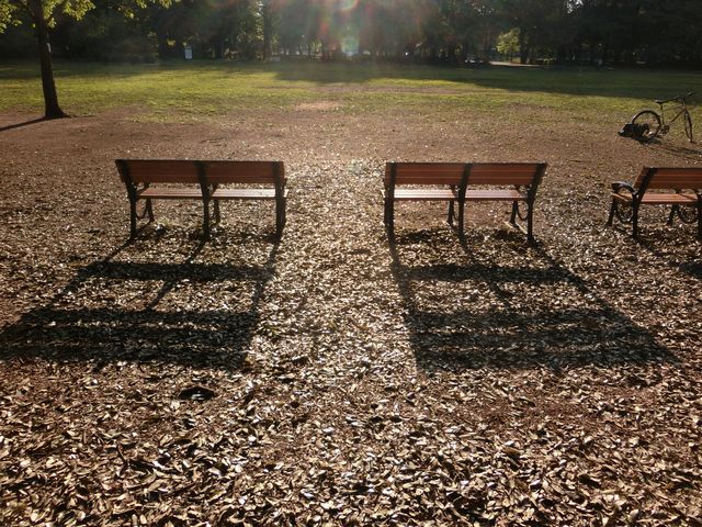 朝の光_砧公園