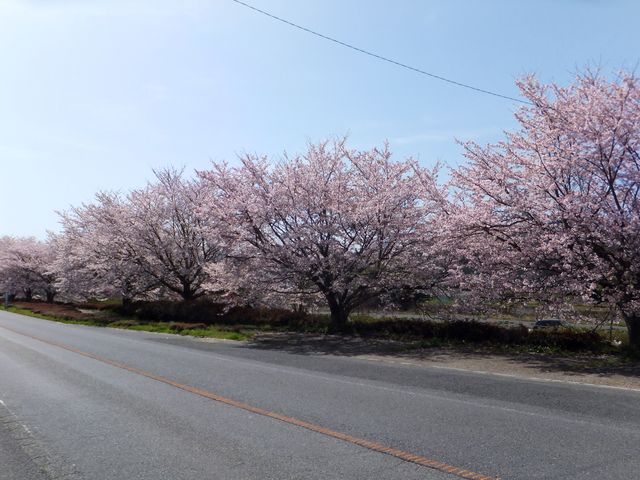 公園は国道163号線沿いにあります。_大山田せせらぎ運動公園の桜