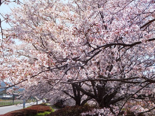 旧街道を思わせる遊歩道の雰囲気が良い。_大山田せせらぎ運動公園の桜