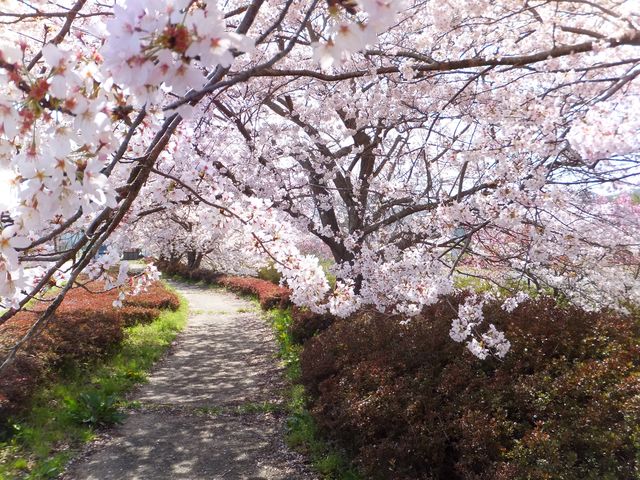 頭上に桜の花のアーチを見ながらの散策は実に気持ちが良い。_大山田せせらぎ運動公園の桜