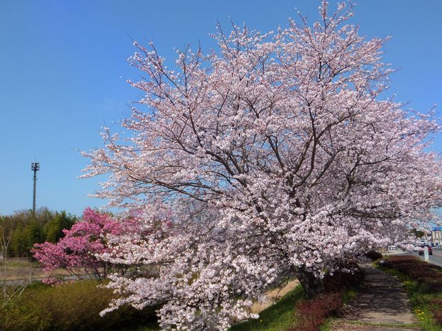 桜並木の端っこ部分_大山田せせらぎ運動公園の桜