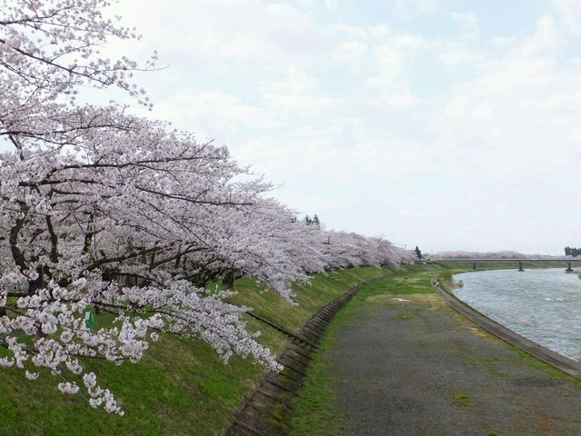 何処までも続く桜並木_桧木内川堤のソメイヨシノ