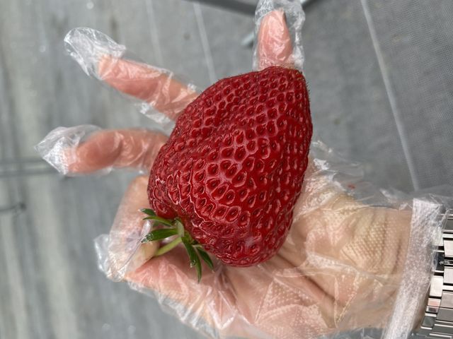 手のひらに乗せてこの大きさです_観光農園 Bee my Berry