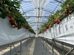 39さんのお陽様農園への投稿写真1