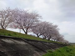 こぼらさんの依那古堤防の桜並木への投稿写真1