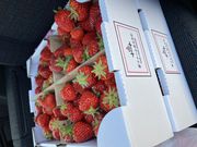 まいかさんの夢ファームあらかわいちご園の投稿写真1