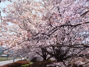 こぼらさんの大山田せせらぎ運動公園の桜の投稿写真2