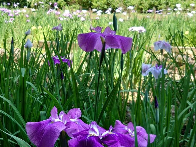 花菖蒲見頃です。_智光山公園
