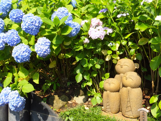 紫陽花に囲まれる良縁地蔵さま_長谷寺 眺望散策路