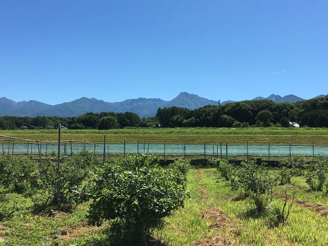 大自然の中風が心地よく吹いて気持ち良かったです。_八ヶ岳原村ブルーベリー・カシス農園