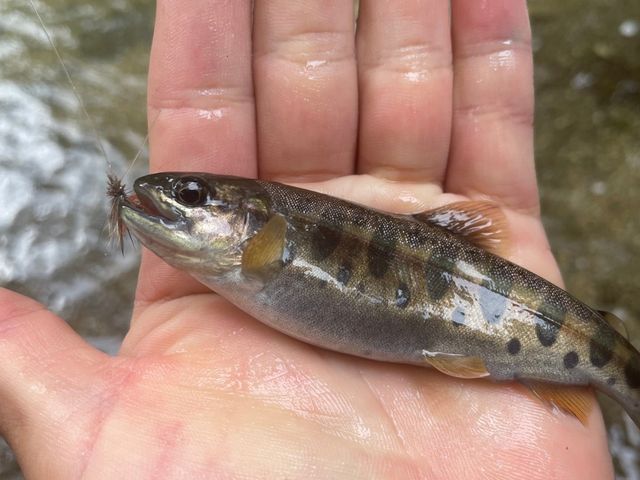 釣れた魚!食べる分だけお持ち帰り。_Hokkaido Private Adventure
