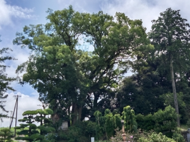 たっちゃんさんの善勝寺の楠の投稿写真3