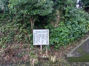 たっちゃんさんの善勝寺の楠の投稿写真1