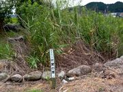 たっちゃんさんの片葉の葦の投稿写真1