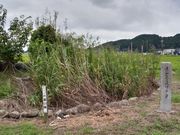 たっちゃんさんの片葉の葦の投稿写真2