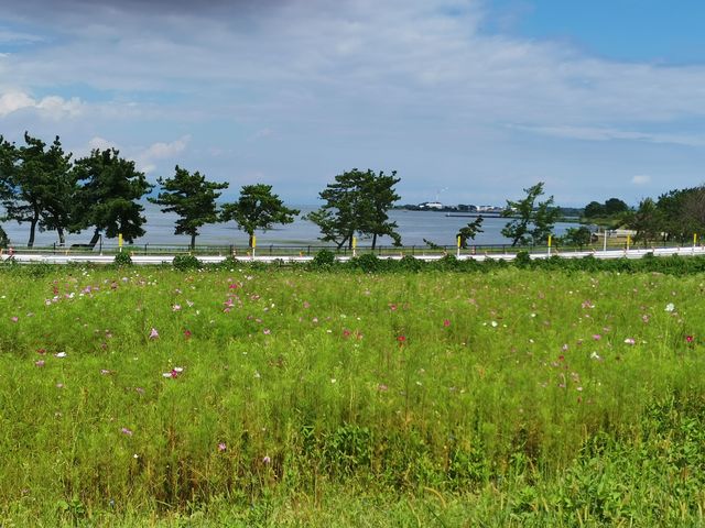 秋桜と琵琶湖_びわこもりやまフルーツランド
