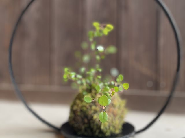 小さめの苔玉_ラブジャパンブランド