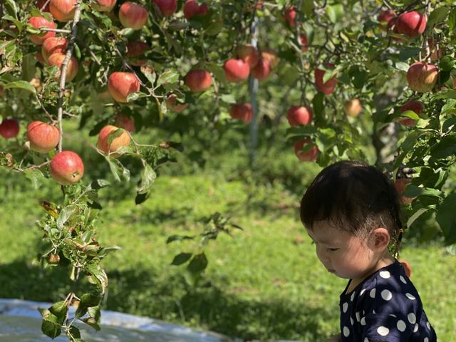 身長80cmの子供でもりんごに手が届きました。
_香里園