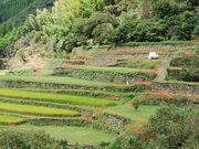 すぷりんぐさんの番所の彼岸花の投稿写真1