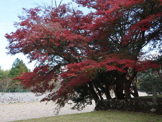 安芸高田市
唯称庵の跡地
紅葉_唯称庵楓林