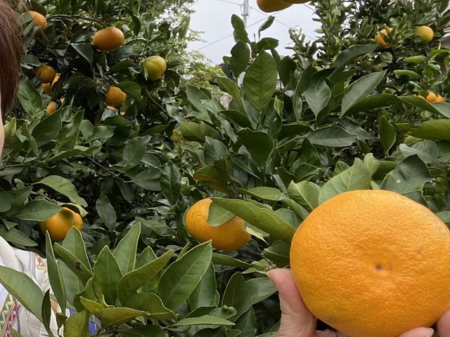 もちろん大きなみかんも沢山あるよ!_FRUIT PARK YOKOHAMA 芝口果樹園