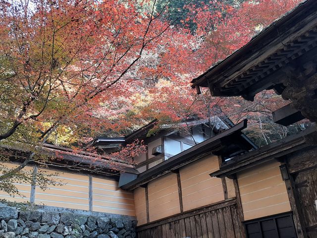 こぼらさんの横蔵寺の紅葉の投稿写真4