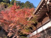 こぼらさんの横蔵寺の紅葉の投稿写真7