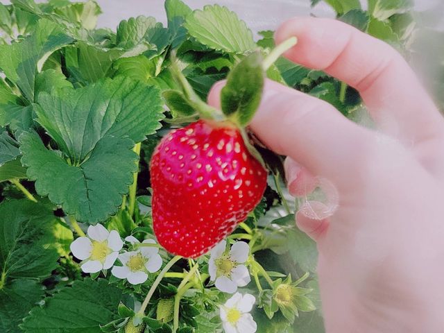 おいCベリー☆めちゃめちゃ甘くて美味しかったです☆_田んぼの中のいちご園