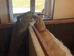 nonさんのアニマルカフェ不可思議への投稿写真1