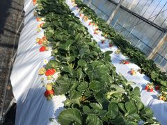 ばばっちさんのさくらファームへの投稿写真1