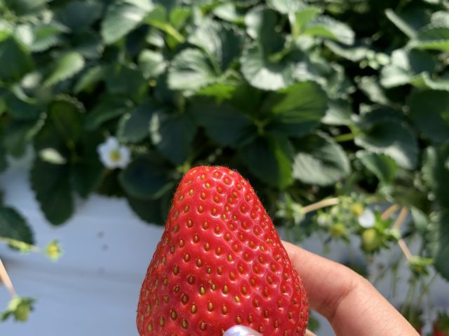 大きいイチゴもたくさんありました。_長島農園 1号ハウス