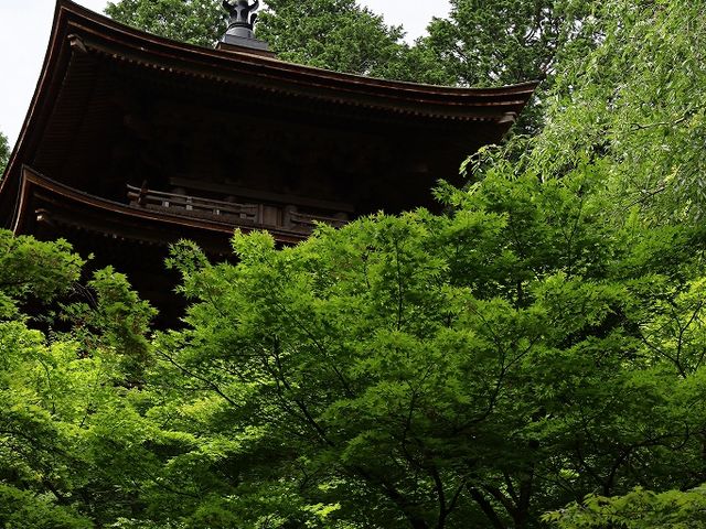 緑も美しい。_金剛輪寺 三重塔