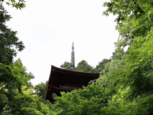 緑の輪の中に。_金剛輪寺 三重塔