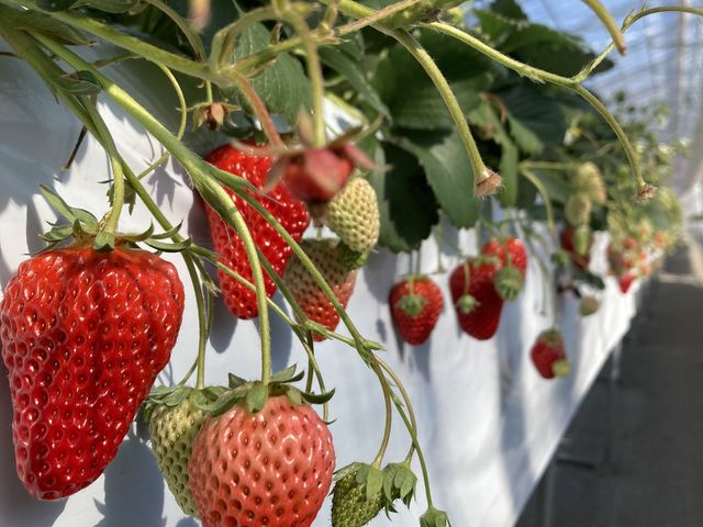 いちごは三種類(紅ほっぺ、やよいひめ、もういっこ)どれも甘くて大きくて美味しい_けや木いちご園