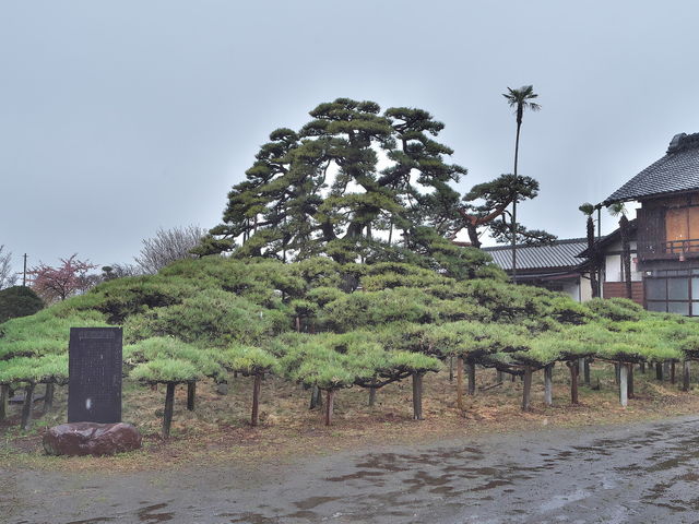 sklfhさんの萩原の大笠松の投稿写真1
